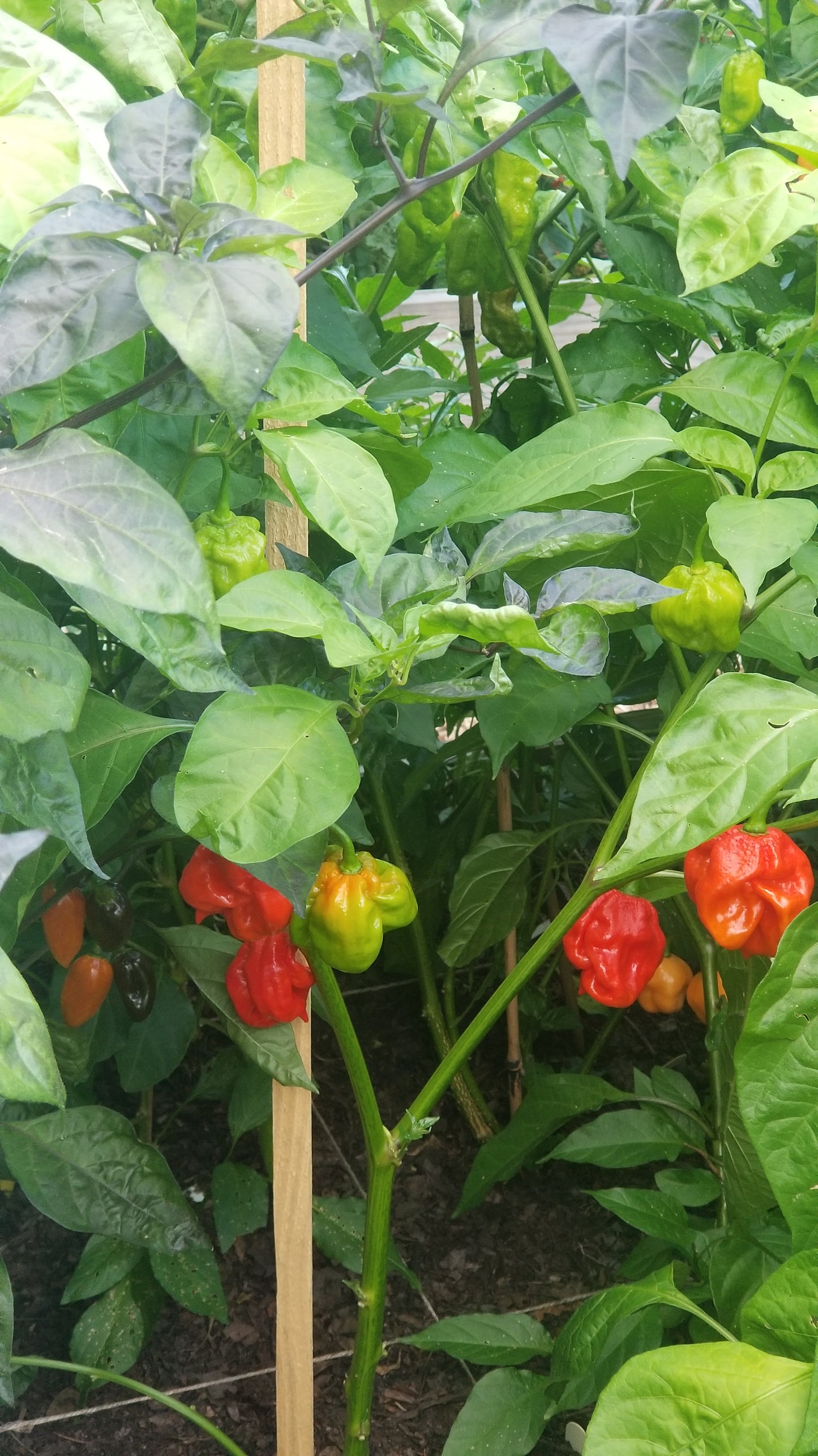 Moruga Scorpion Pepper Seeds