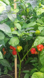 Moruga Scorpion Pepper Seeds