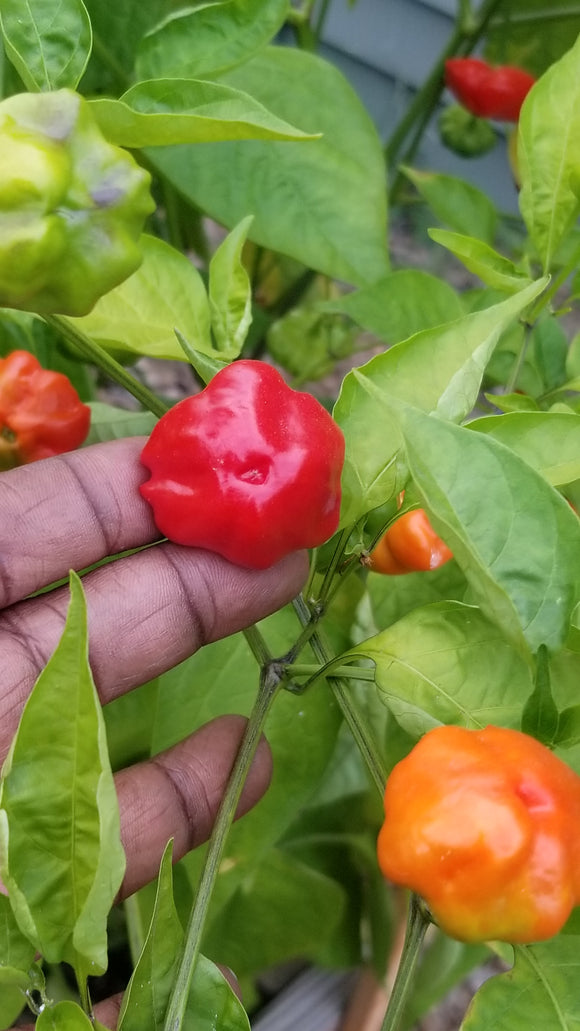 Brazilian Starfish (Red) Pepper Seeds