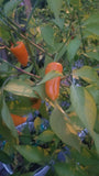 Datil Pepper Seeds