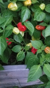 Tobago Seasoning Pepper Seeds