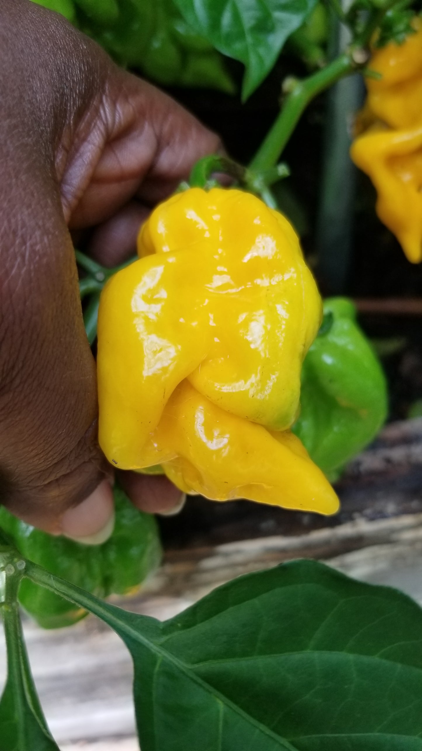 Yellow Scorpion Pepper Seeds