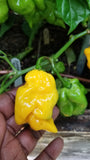 Yellow Scorpion Pepper Seeds