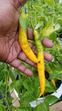 Aji` Guyana Pepper Seeds