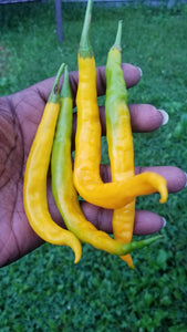 Aji` Guyana Pepper Seeds