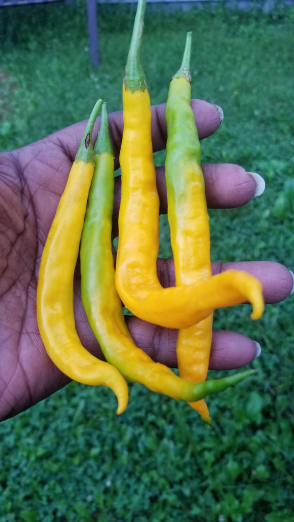 Aji` Guyana Pepper Seeds