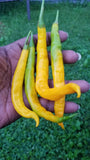 Aji` Guyana Pepper Seeds