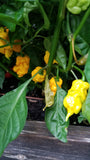 T-Rex Yellow Pepper Seeds