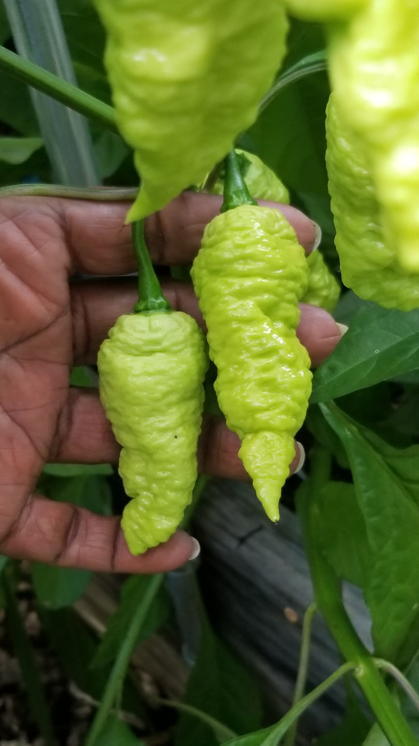 Peach (Ghost) Bhut Jolokia Pepper Seeds