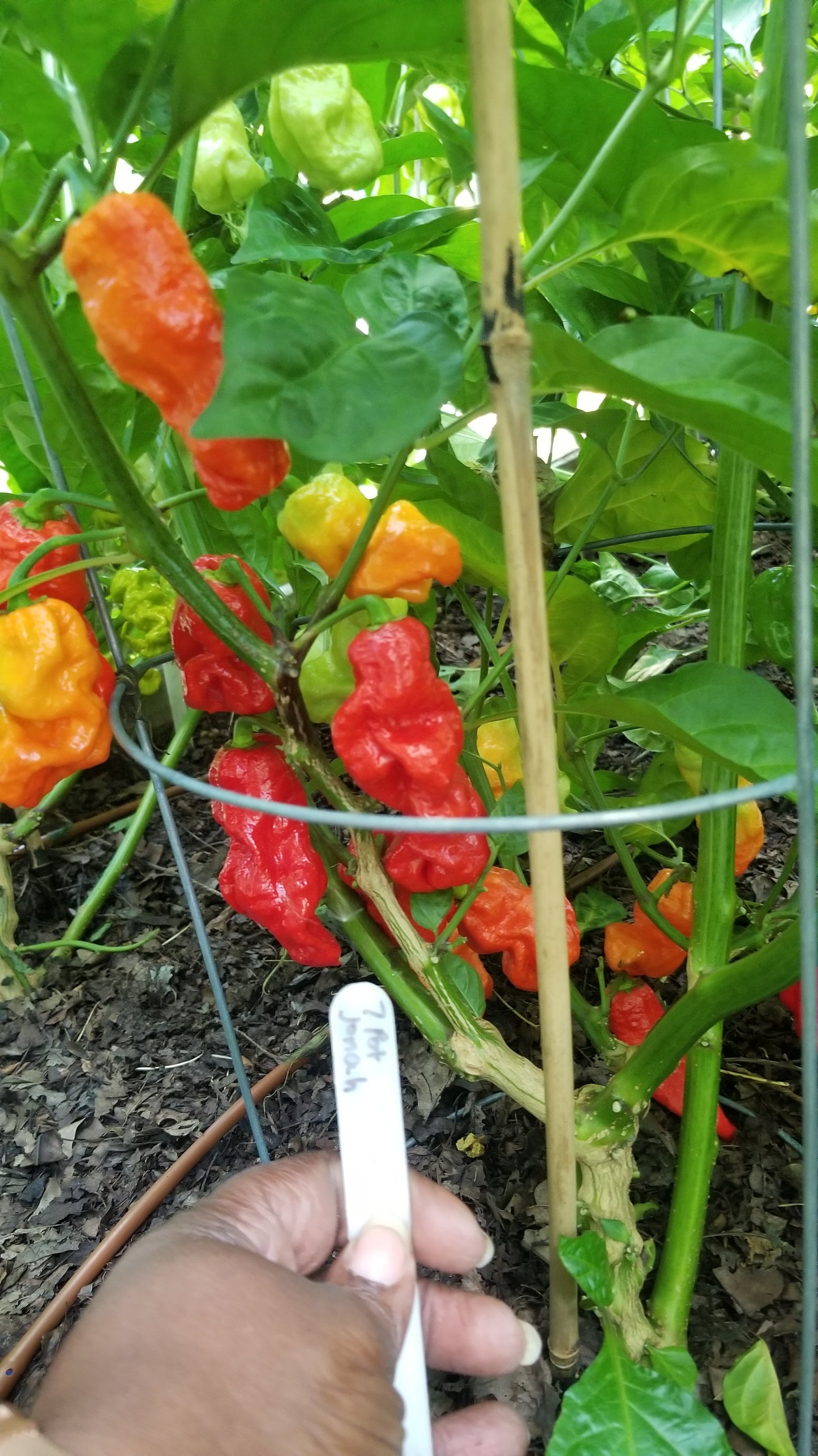 7 pot pepper plant 7 Pot Jonah Pepper Seeds
