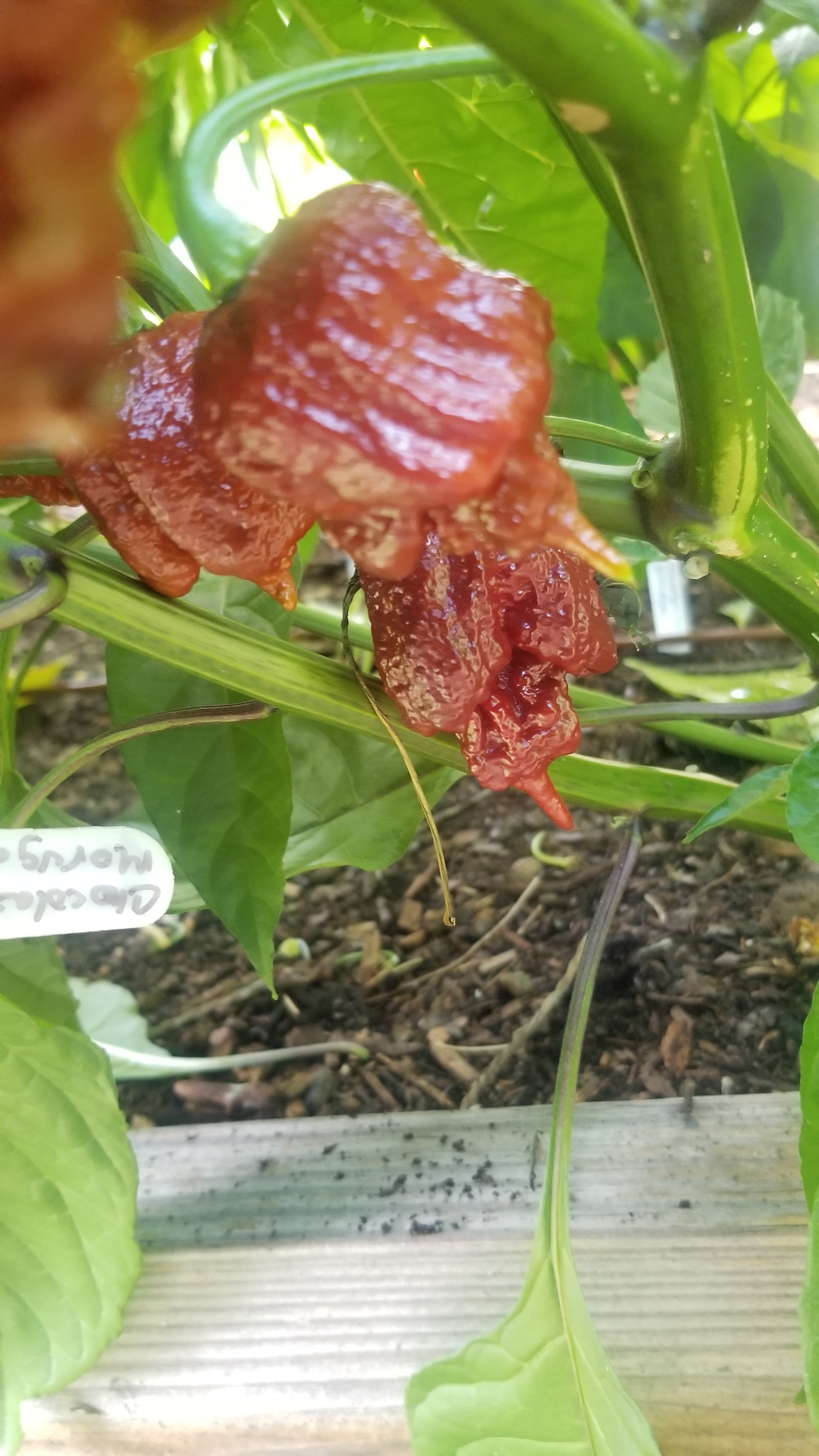 Chocolate Moruglah Pepper Seeds