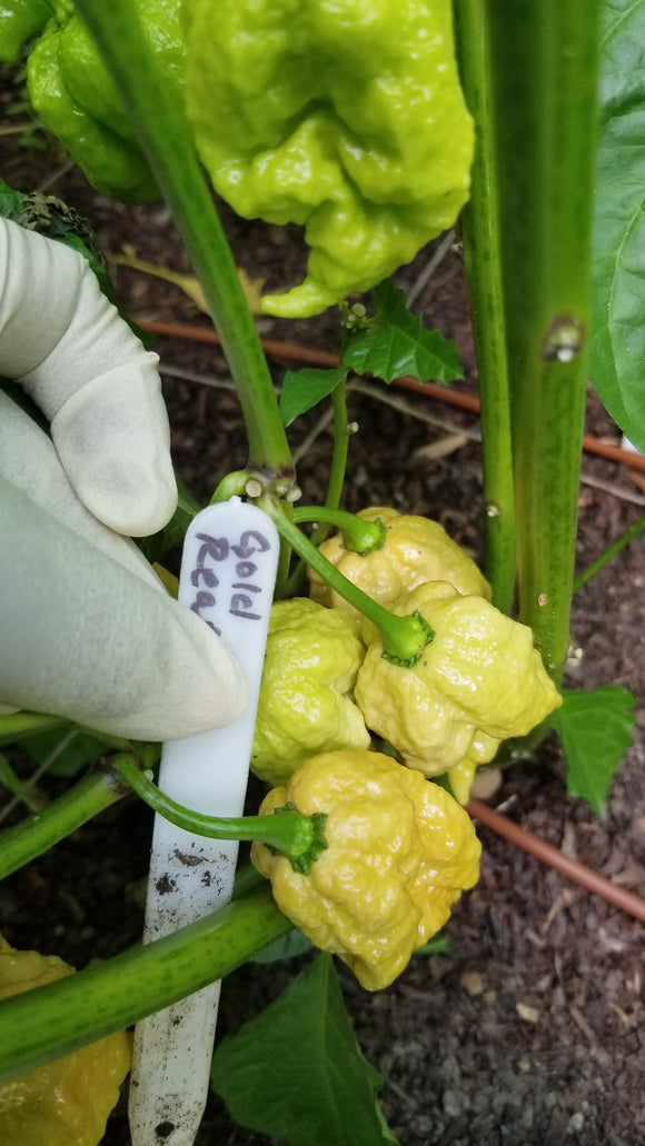 Gold Carolina Reaper Pepper Seeds