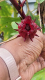 Organic Hibiscus Red Roselle Seeds