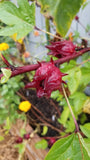 Organic Hibiscus Red Roselle Seeds