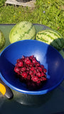 Organic Hibiscus Red Roselle Seeds