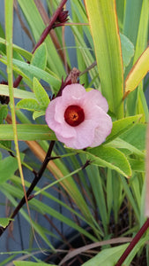 Organic Hibiscus Red Roselle Seeds