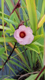 Organic Hibiscus Red Roselle Seeds