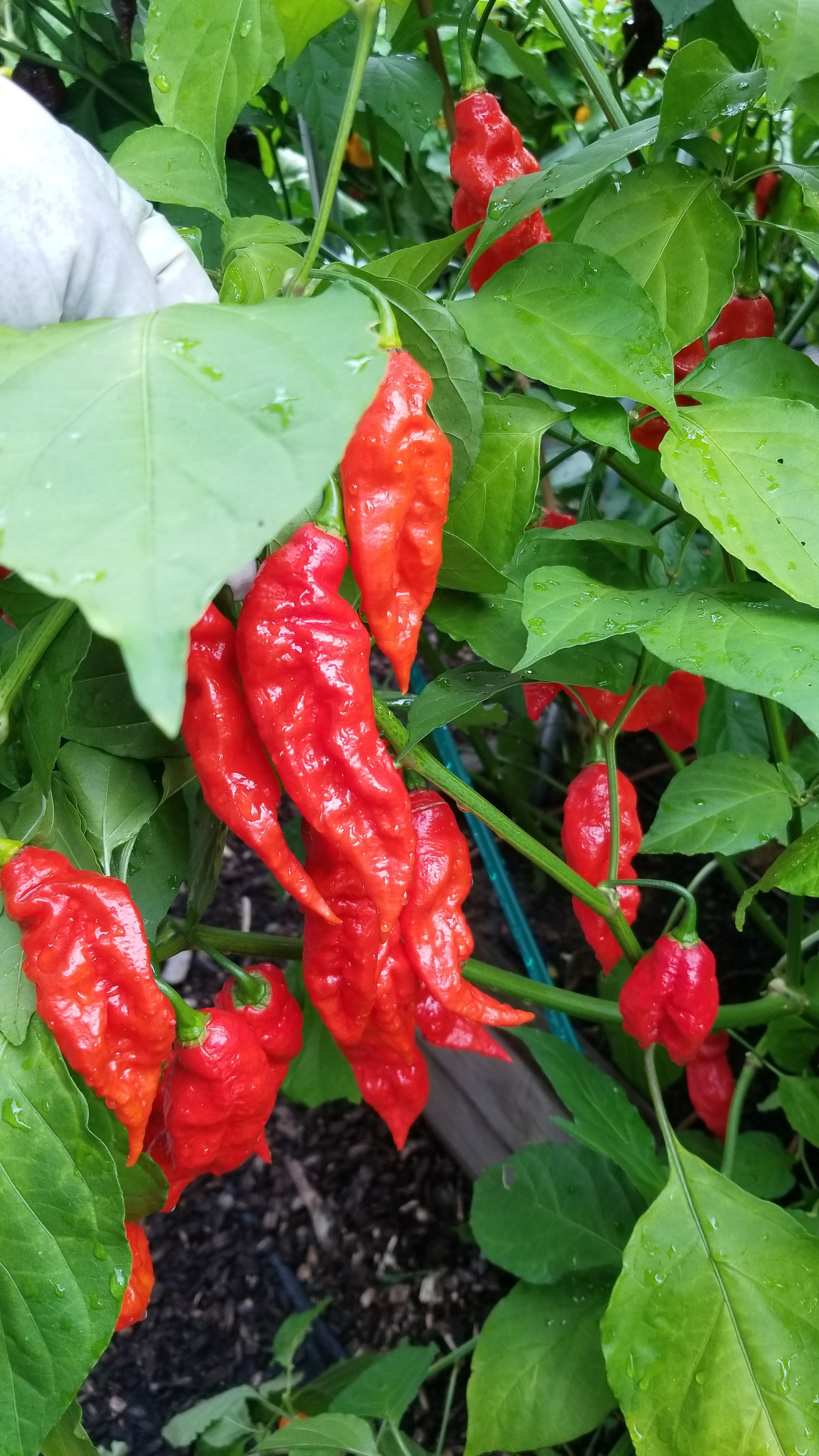 ghost pepper plant seeds Ghost Pepper (Bhut Jolokia) Pepper Seeds