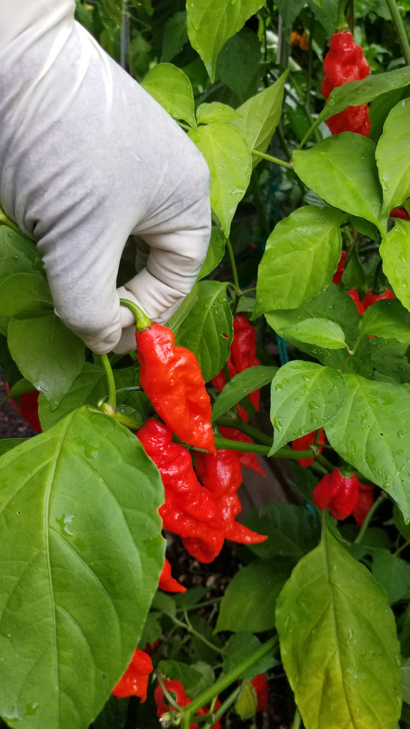 tetraeder brændt Fremtrædende Ghost Pepper - Bhut Jolokia Pepper Seeds - | TheHoodGarden