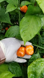 Orange Habanero Pepper Seeds