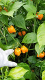 Orange Habanero Pepper Seeds
