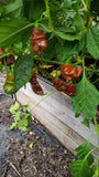 SBS Demon Chocolate Habanero Seeds