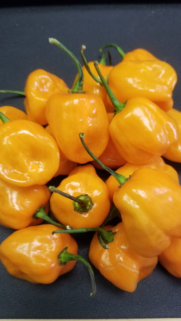 Orange Habanero Pepper seeds