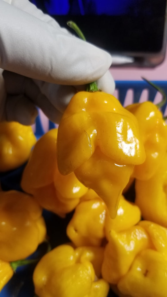 Yellow Scorpion Pepper Seeds