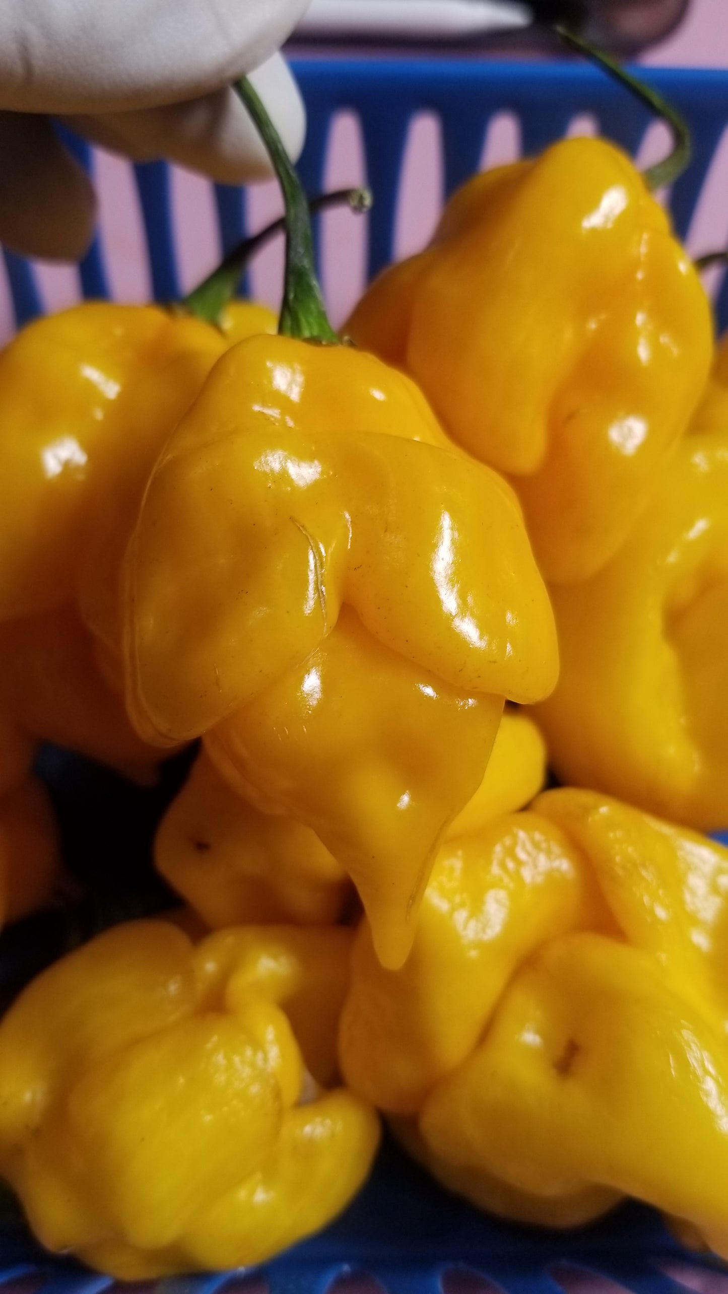 Yellow Scorpion Pepper Seeds