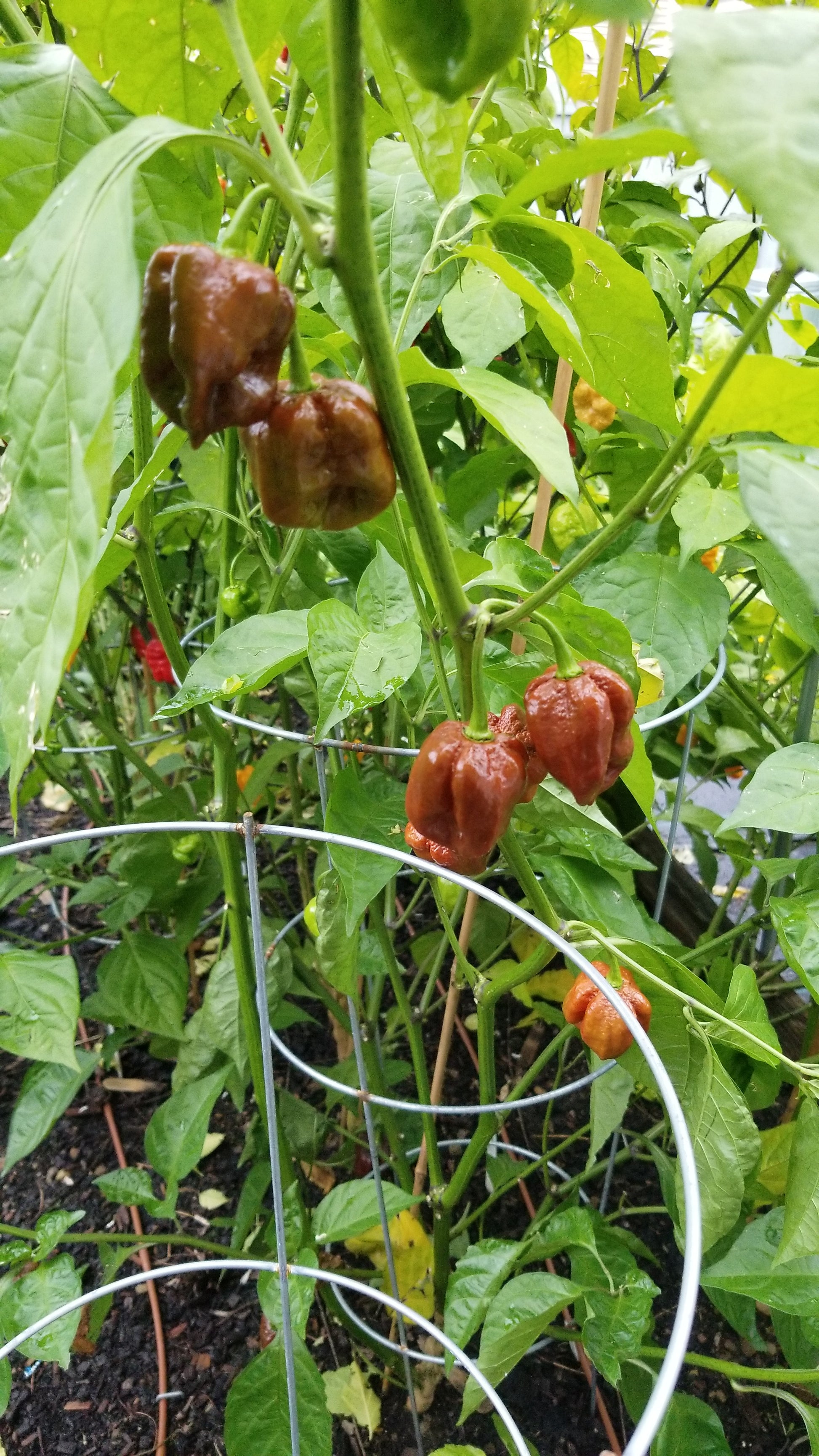 carolina reaper plant seeds Carolina Reaper Chocolate Chilli Seeds