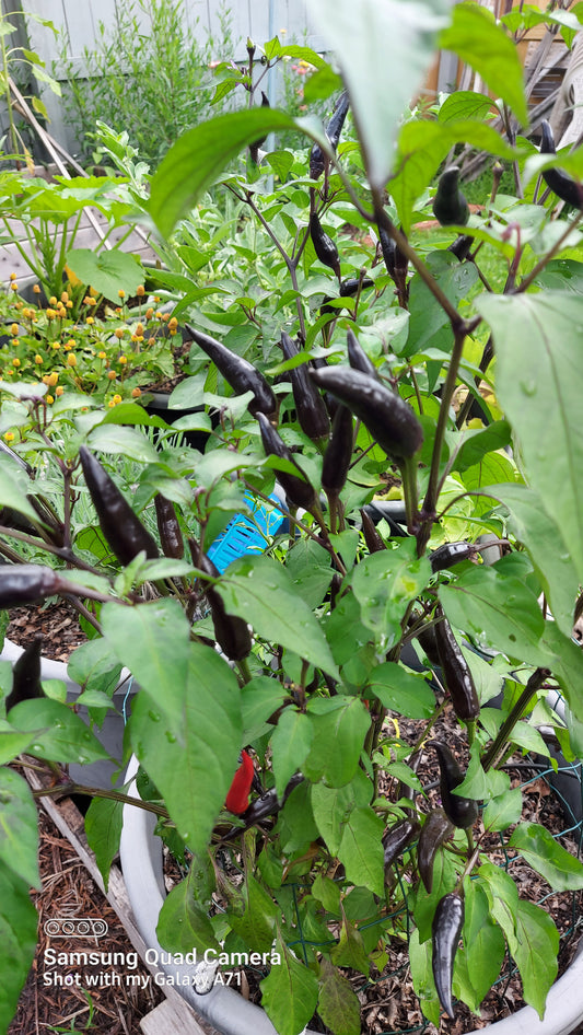 Long Purple Cayenne Pepper Seeds