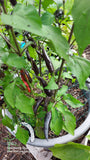 Long Purple Cayenne Pepper Seeds