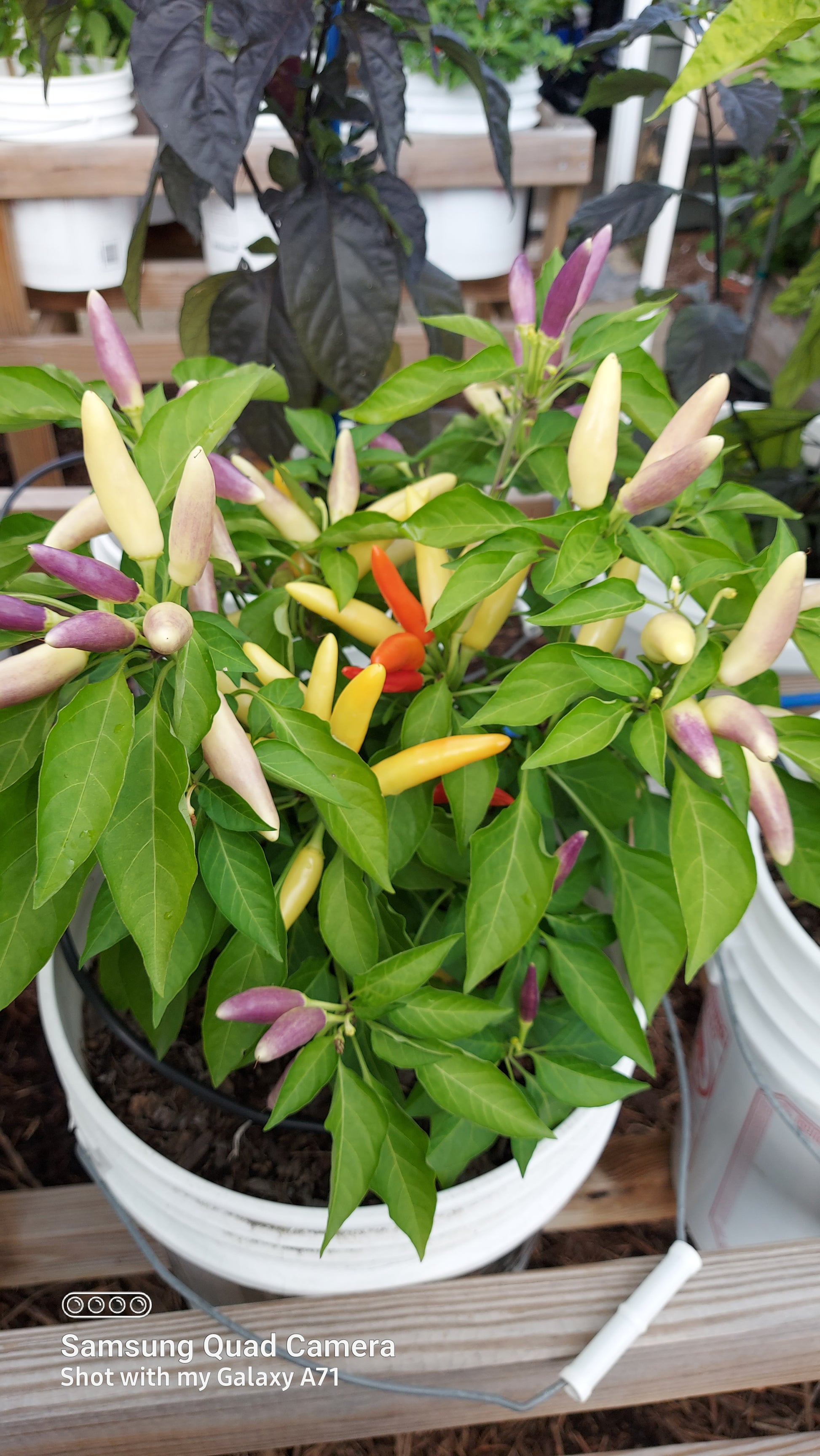 thai pepper seeds planting White Thai Pepper Seeds – TheHoodGarden