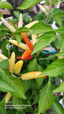 White Thai Pepper Seeds