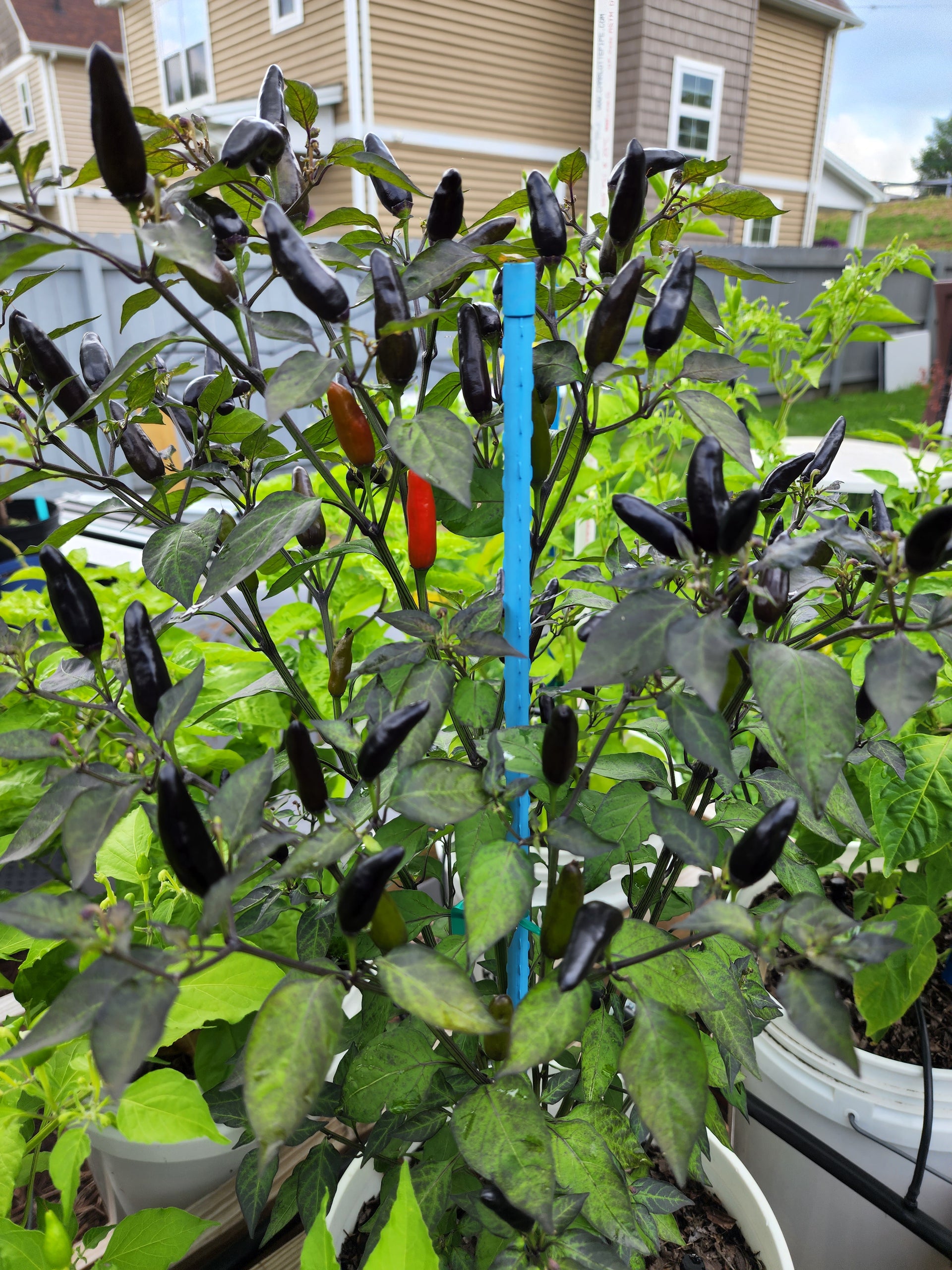 Black Thai Pepper Seeds – TheHoodGarden