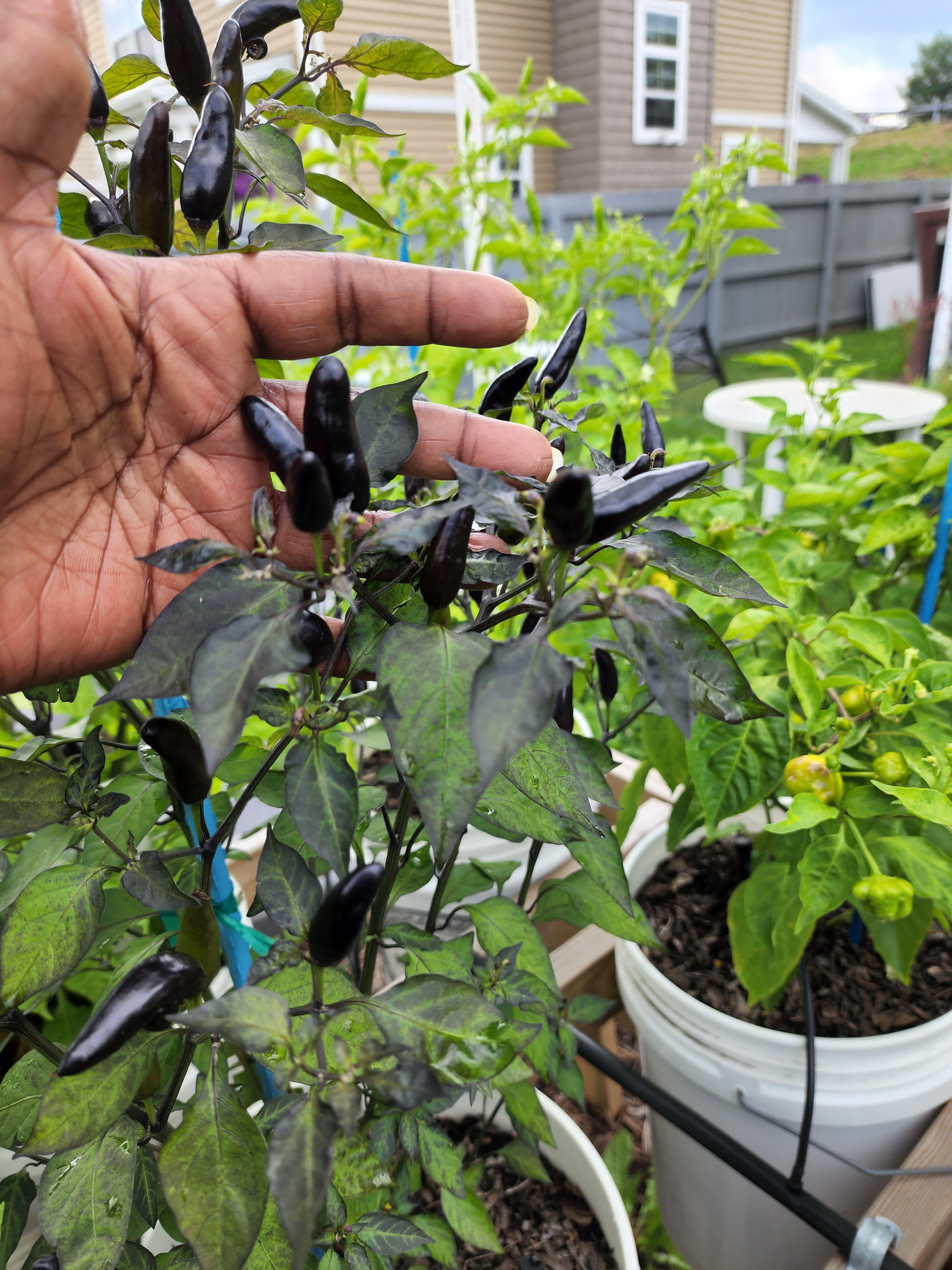 thai pepper seeds planting Black Thai Pepper Seeds