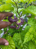 Aji' Cachucha Pepper Seeds