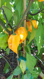 7 Pot Primotalii Orange Seeds