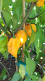 7 Pot Primotalii Orange Seeds