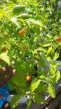 Inca Red Pepper Seeds