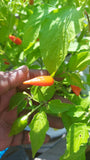 Inca Red Pepper Seeds