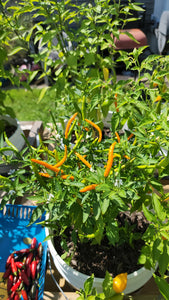 Orange Thai Pepper Seeds