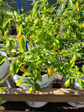 Aji Orange Pepper Seeds