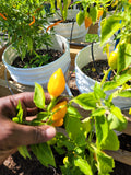 Ají Orange Pepper Seeds