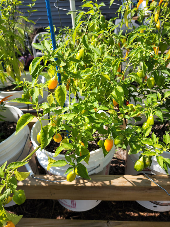 Ají Orange Pepper Seeds
