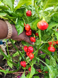 Sweet Bonnet Pepper Seeds