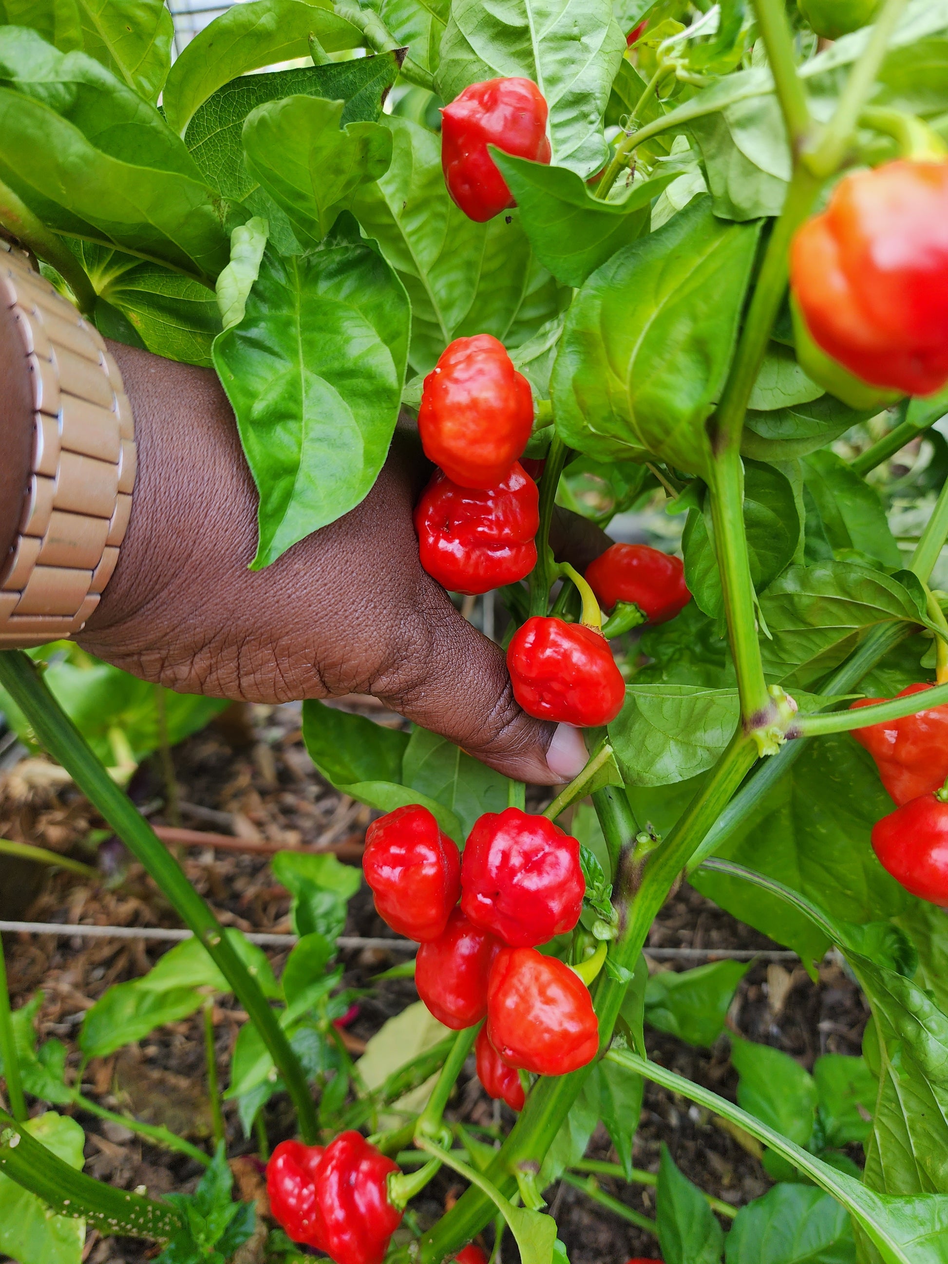 planting scotch bonnet pepper seeds Sweet Scotch Bonnet Pepper Seeds