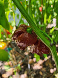 Chocolate Scorpion Pepper Seeds