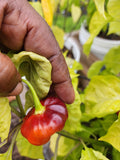Aji' Cachucha Pepper Seeds