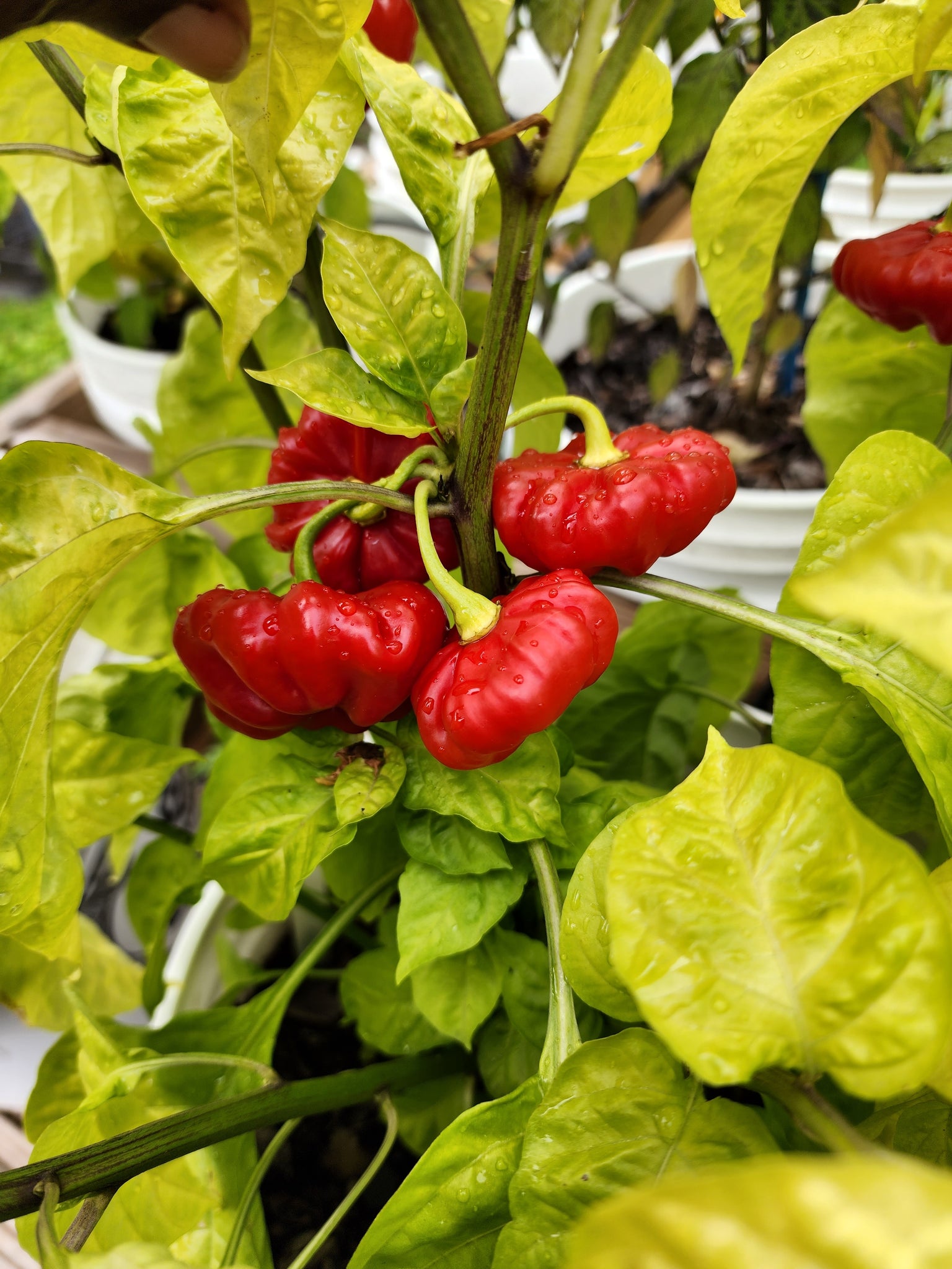 Cachucha pepper on sale